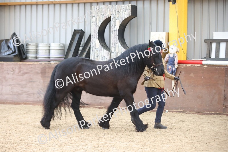 20251109-1107 - Class 29 - Geldings 4 Years and over