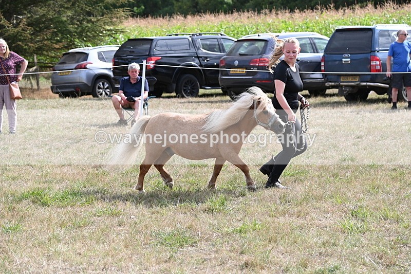 WJ6_6938 - Class 21 Shetland & Mini Horses