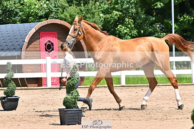 240718A-105249-01190 - Trot Up 12pm to 1pm