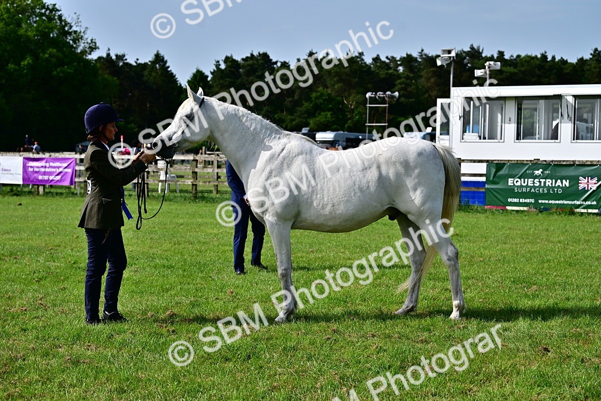 SBM_01044 - Class 46-49 - Arab and Part Bed-Anglo Arab In Hand