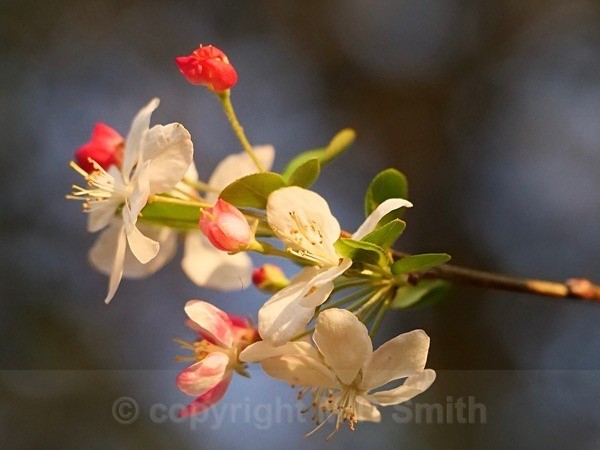 Close Up Of Crab Apple  Blossom In My Garden - NEW GALLERY AS A SOUTH AFRICAN RESIDENT