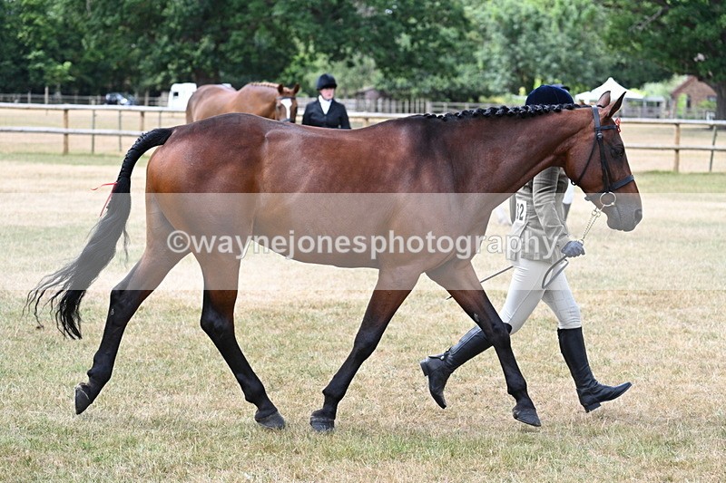 WJ7_1920 - Class 4a Prettiest Mare 14.2hh and over hand