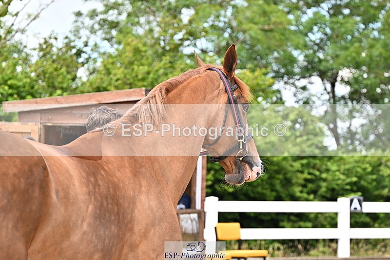 240718A-105247-01163 - Trot Up 12pm to 1pm