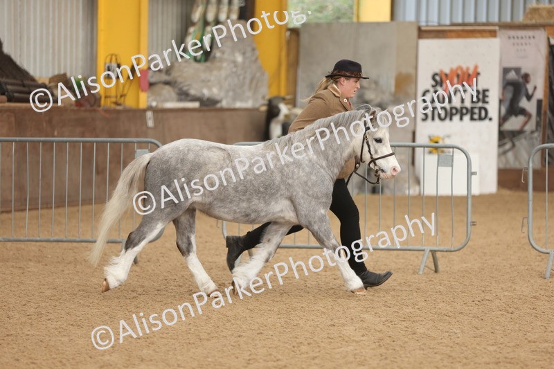 20251109-0602 - Class 22 - Geldings 4 Years and over