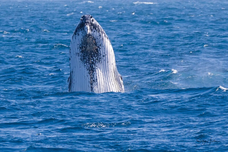Spy-hop 0A3A3643 - Humpback Whales