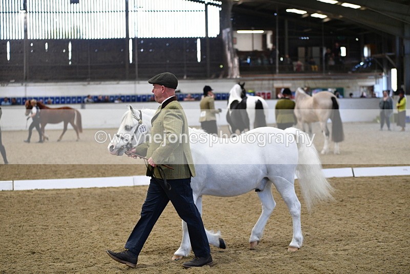WJ5_3639 - Class 5 In Hand Veterans
