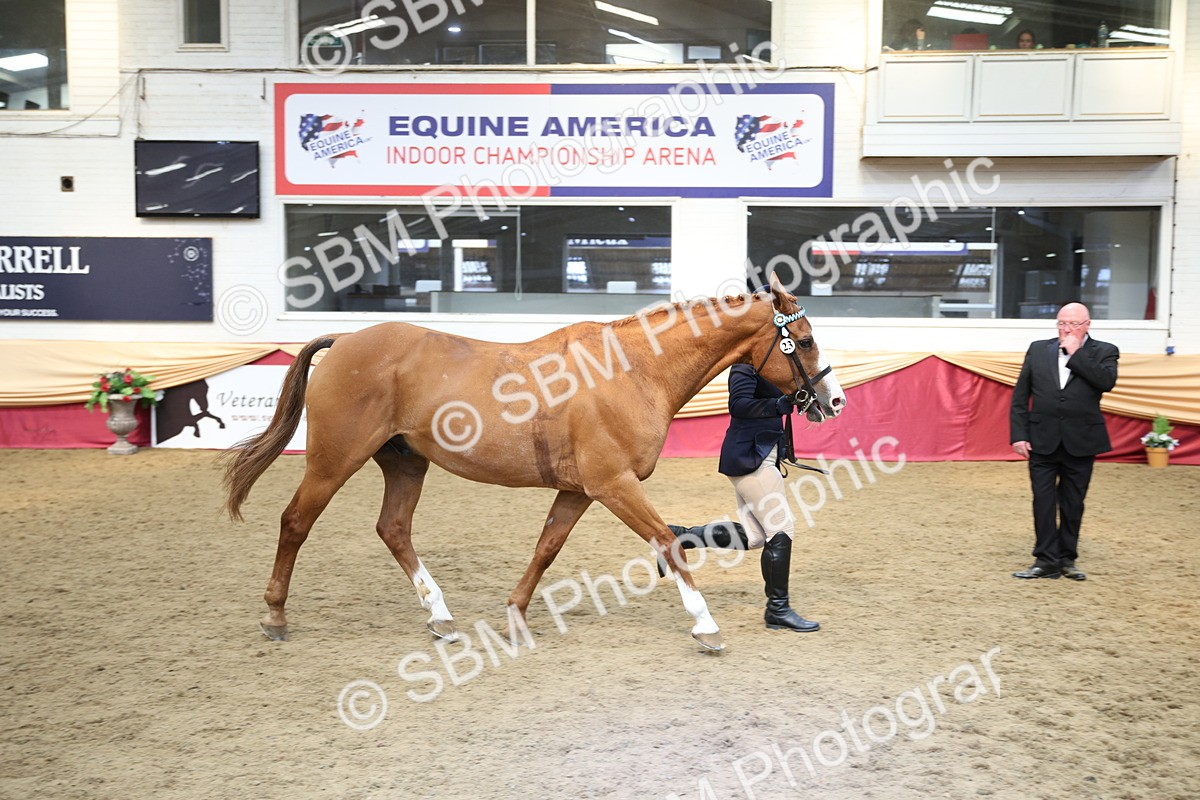 SBM_24282 - Class 905 - Supreme Final - Ridden Veteran