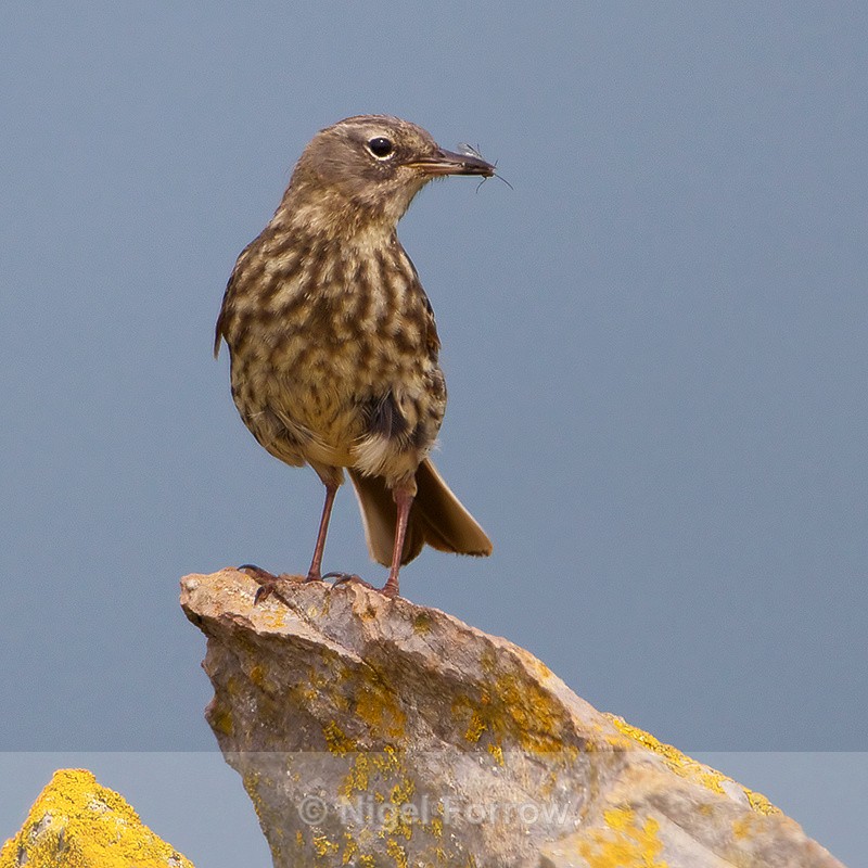 Rock Pipit with an insect at Stackpole Head - Rock Pipit