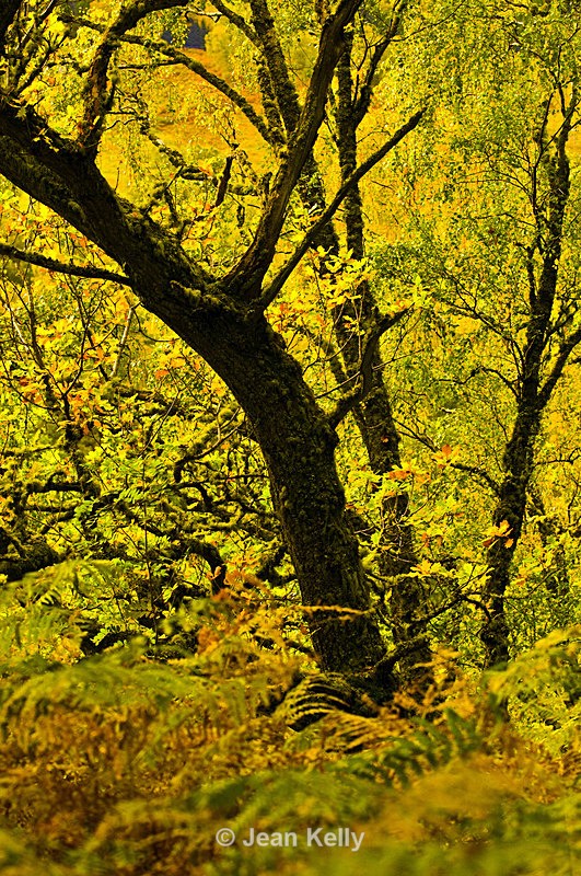 Tree - 7635 - Trees