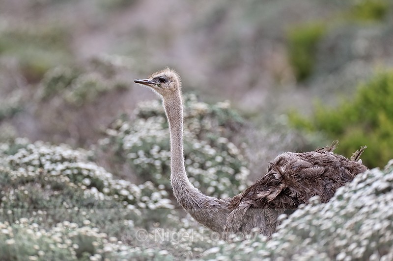 Ostrich (female) foraging in bushes, Cape Peninsula, South Africa - Ostrich