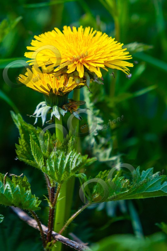 dandelion Taraxacum-048 - Plants and trees
