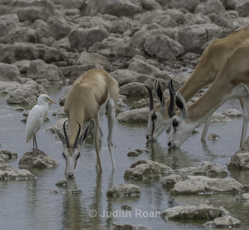 Springbok with Cattle Egret - Namibia 2022