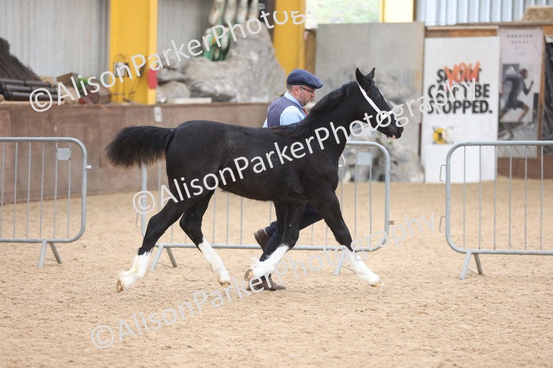 20251109-0786 - Class 24 - Foals