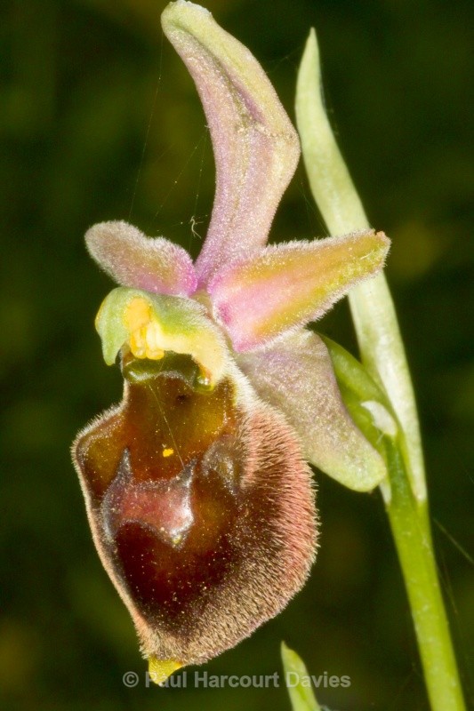 Hornet Ophrys (Ophrys crabronifera also known as Ophrys argolica subsp crabronifera) - Orchids - Ophrys
