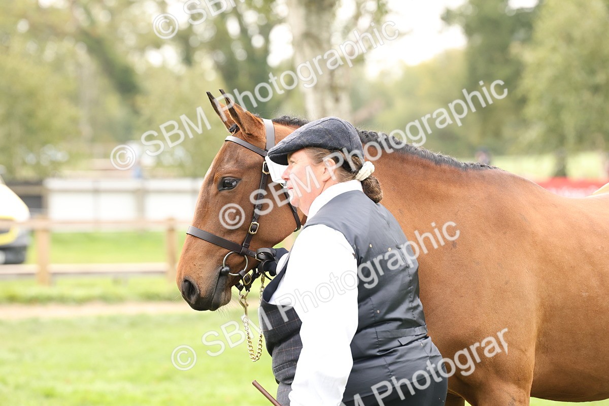 SBM_56264 - S55 - Other Coloured Horse In Hand