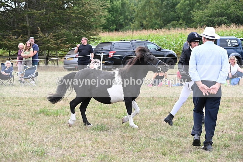 WJ6_5549 - Class 18 In-hand Coloured