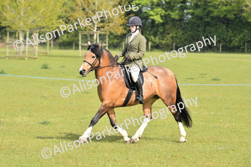 20260426-0925 - Class 18 - Novice Showing