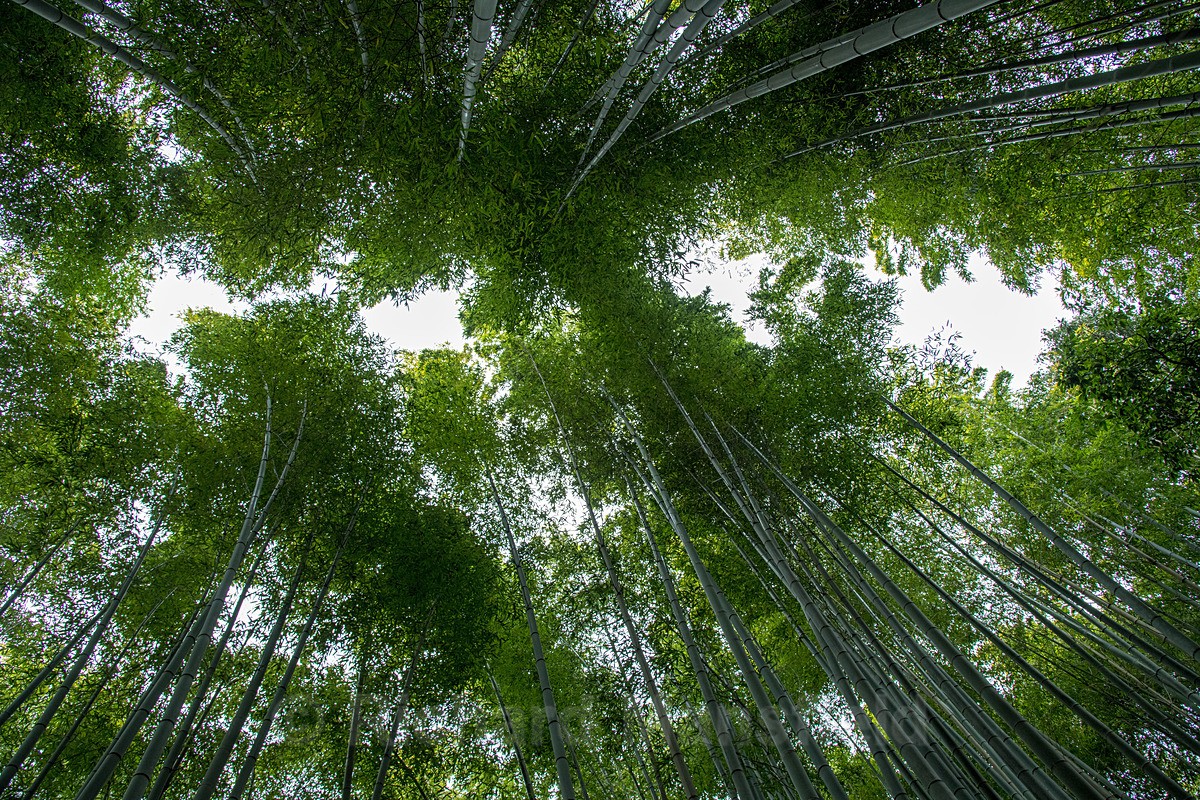  - Japan