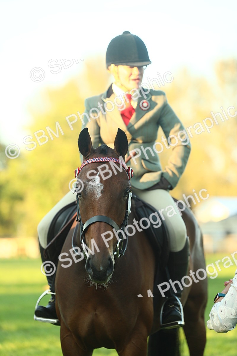 SBM_56581 - S14 - Riding Club Horse