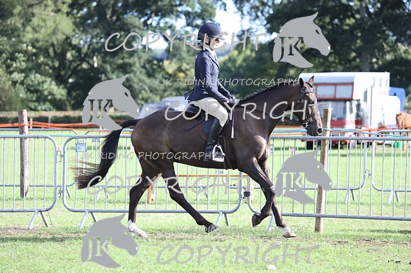 APP_4215 - Class 15a/b Pony club pony/Riding club horse