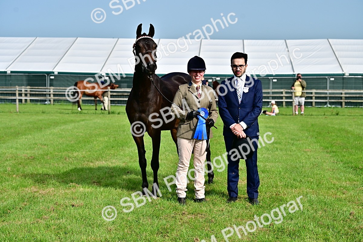 SBM_00118 - Class 46-49 - Arab and Part Bed-Anglo Arab In Hand