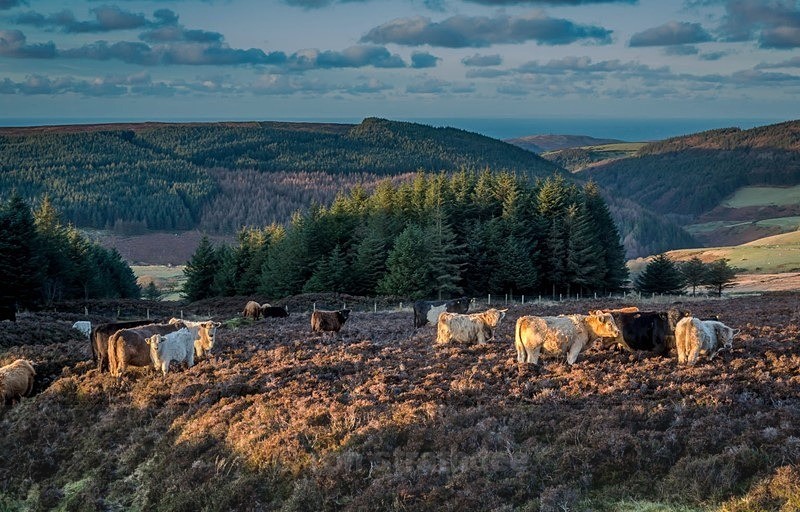 Cattle at the Round Table - Life on Man
