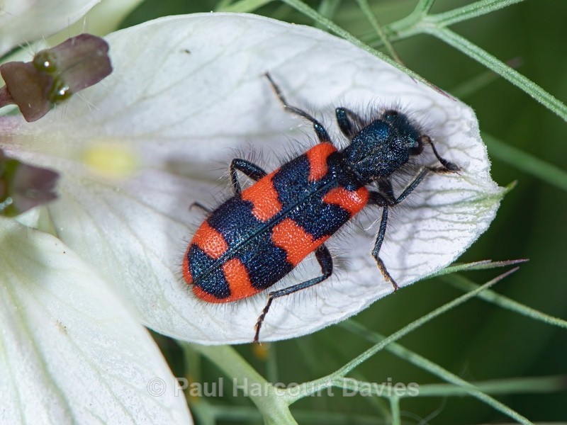Checkered beetle (Trichodes alvearius - Mikromak & TS Robusto 160
