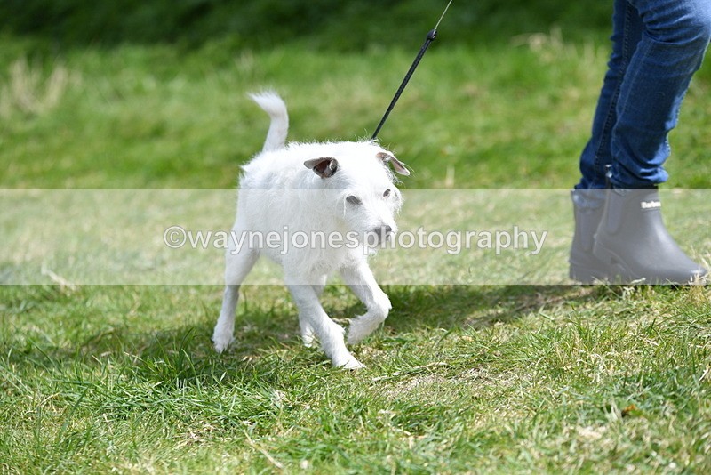 WJ5_0405 - Class 7 Best Terrier