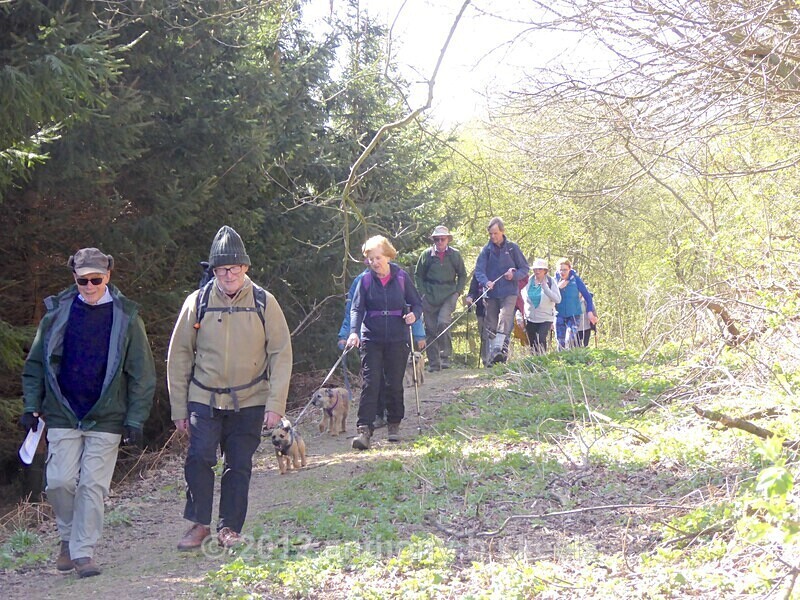 023 Finally coming out of Huttons Bank Wood - York Minster Walkers Collection 2025