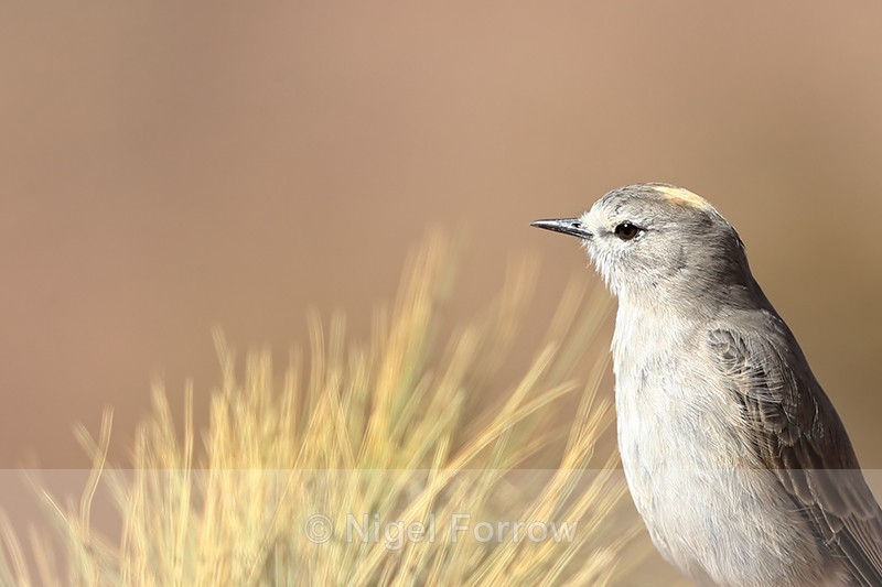 Ochre-naped Ground-Tyrant, close view, Chile - Ochre-naped Ground-Tyrant