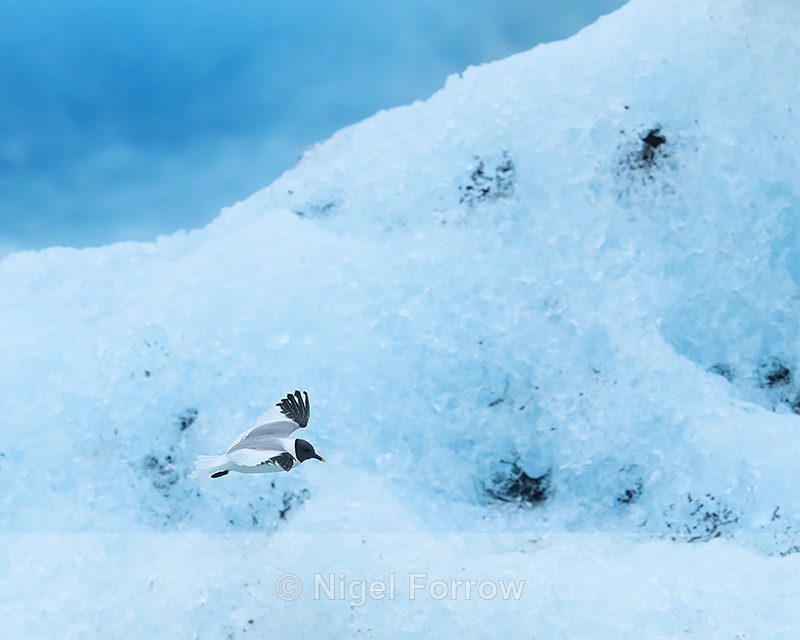 Sabine's Gull flying, Jokulsarlon, Iceland - Sabine's Gull