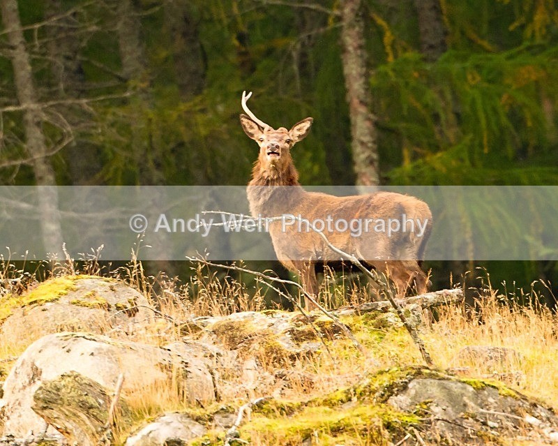 20110929-_MG_7157 - Red Deer