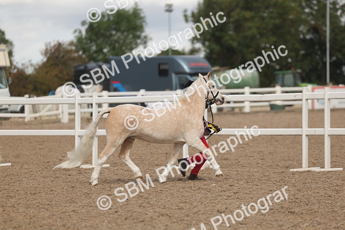 SBM_04394 - Class 17 - Prettiest Mare (IH or Ridden)