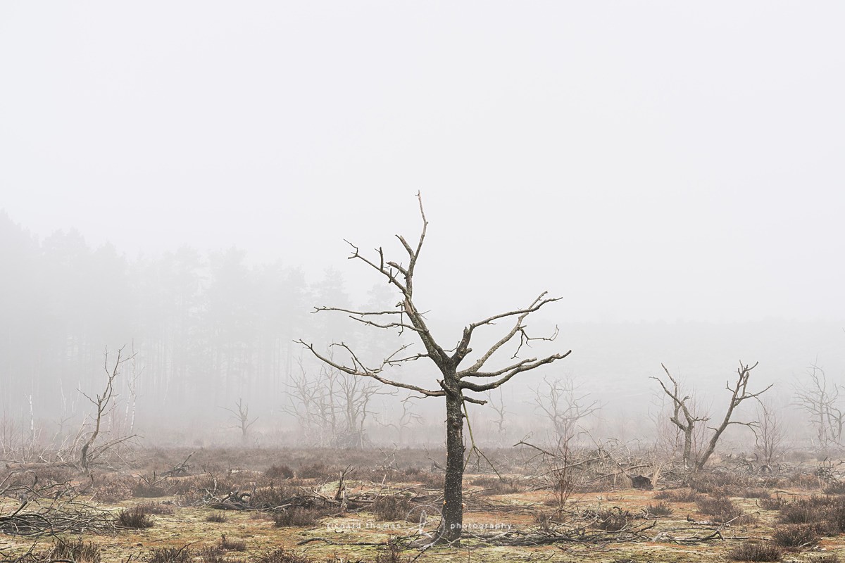  - Charred Mist