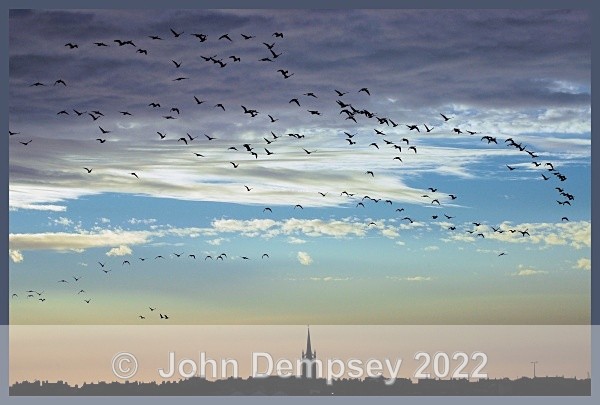 Geese at Sunrise - Montrose Basin