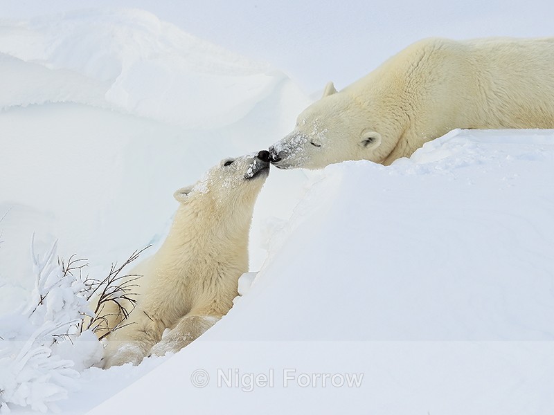 Polar Bear mother & cub nuzzling, Churchill, Canada - Polar Bear