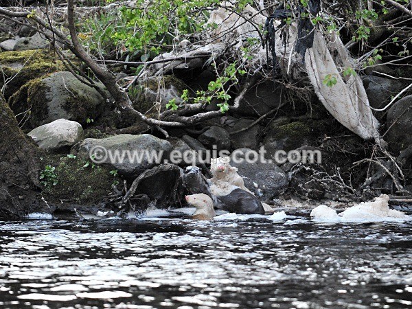 equiscot 2234 - ALBINO OTTERS - SCOTLAND