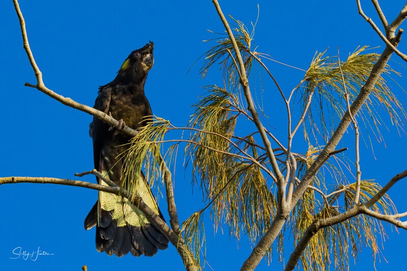 Yellow-tailed Black-cockatoo Female 3 0A3A8644 - Black Cockatoos