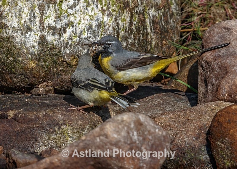 Astland Photography, Bird and Wildlife Images, Susan and Peter Wilson, U.K.