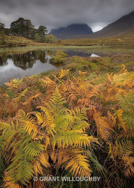  - Vertical Images