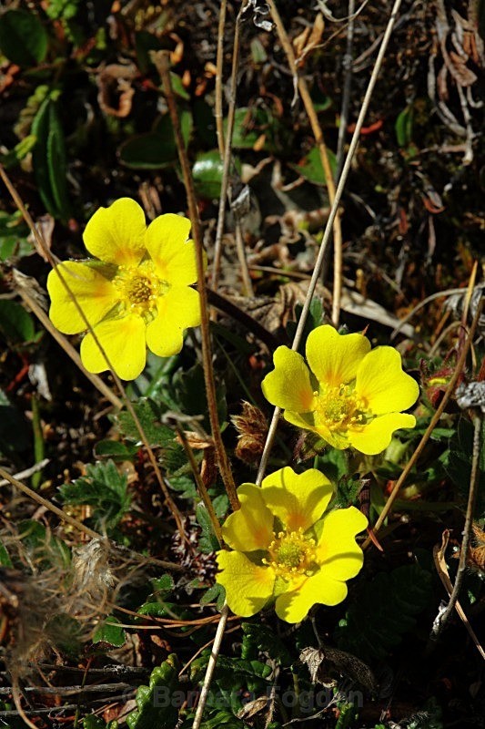 Arctic Cinquefoil 2170 - Colours of Svalbard