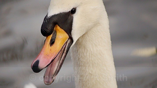 Swan Portrait - BIRDS & INSECTS