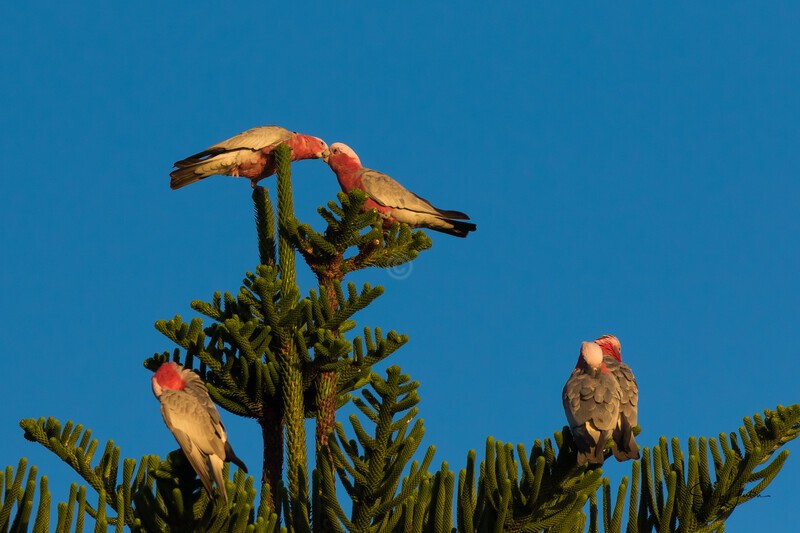 Dont Look 1 - Galahs