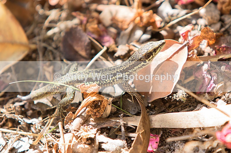 20150612-8E0A9629 - Abroad