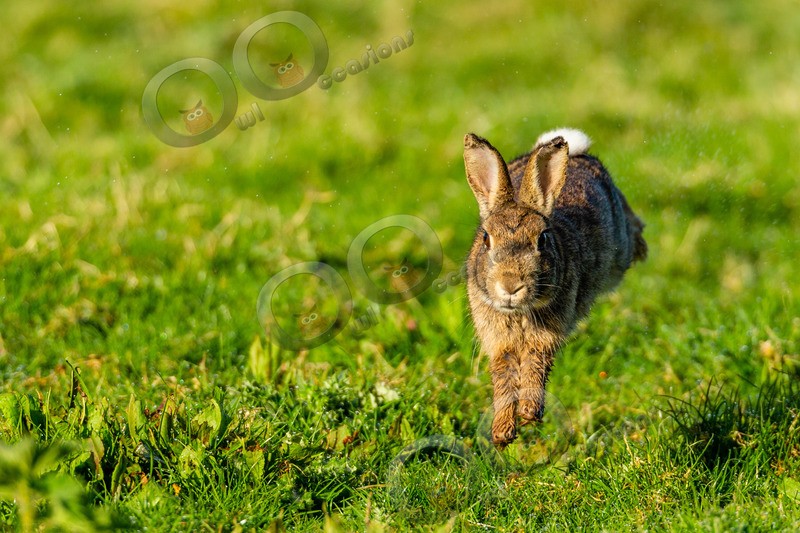wild rabbit Oryctolagus cuniculus-8880 - UK Wildlife