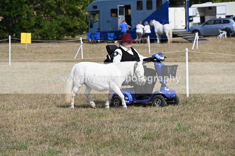 WJ6_6793 - Class 21 Shetland & Mini Horses