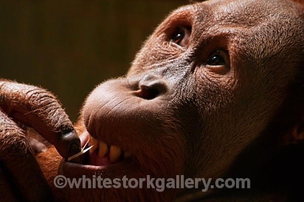The Tooth Picker! - Wildlife and Animals