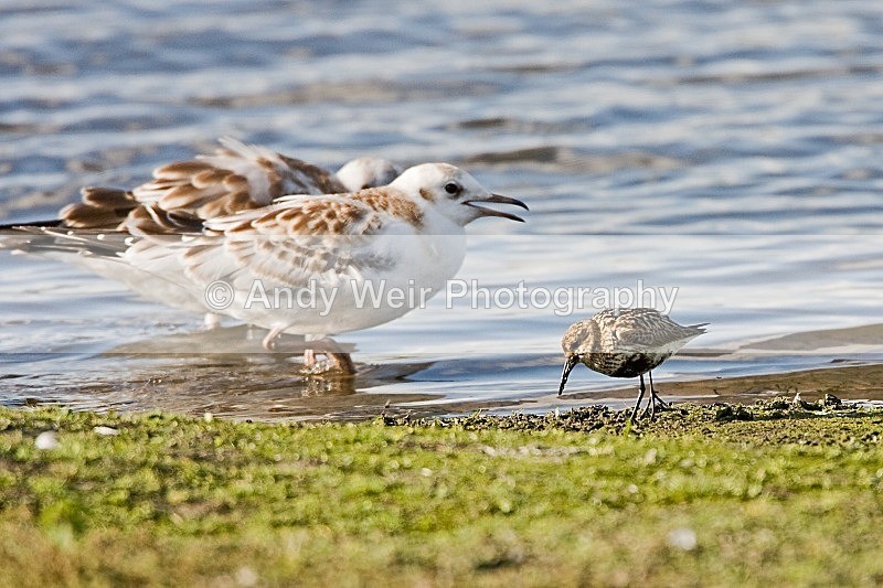 20080715-004 - Other Waders