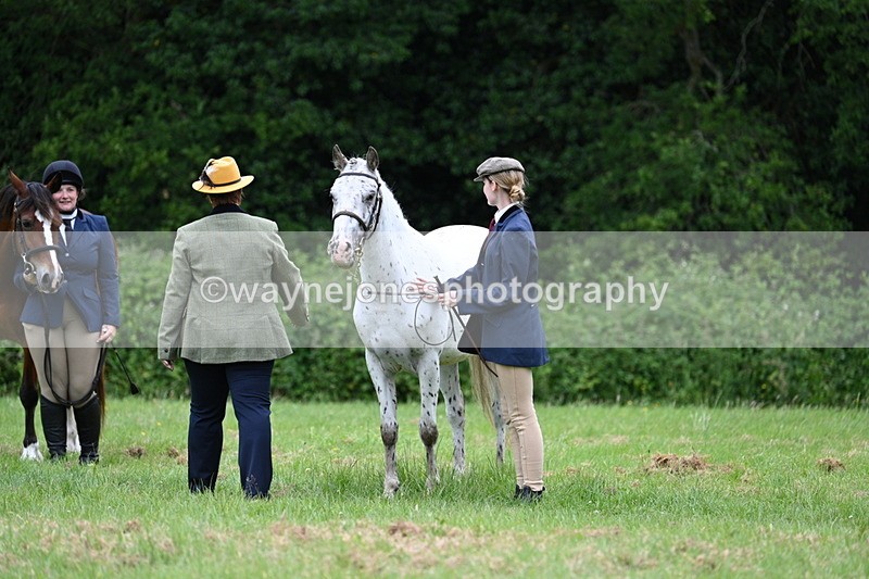 WJ7_4455 - Class 14B Prettiest Mare