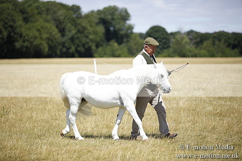 _C7A0090 - In Hand Championship BVRC Show 2018